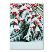 TRADEMARK FINE ART Kurt Shaffer 'Winter Berries and Pine' Canvas Art, 18x24 KS0189-C1824GG